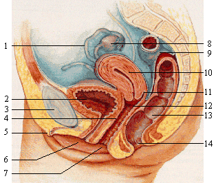 G-spot